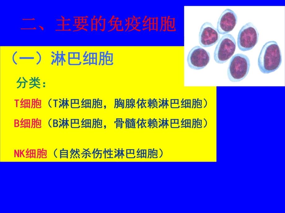 第十章免疫系统资料教程_第4页