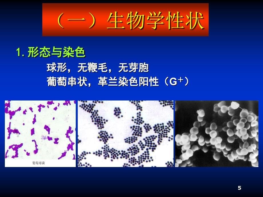 第一节化脓性细菌讲义教材_第5页