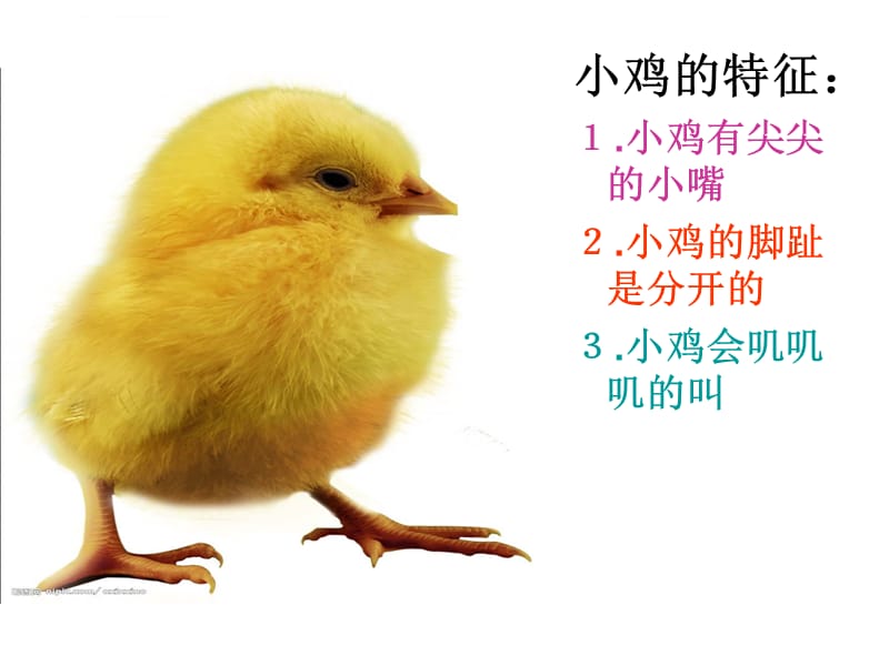 小班科学 小鸡和小鸭课件_第4页