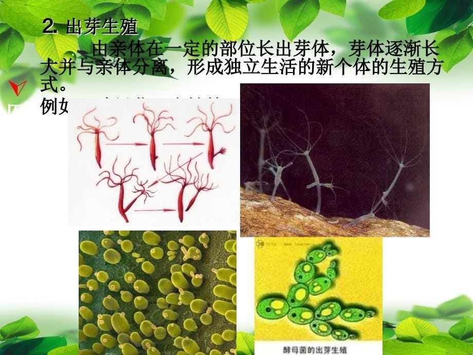 第四章 生殖与个体发育_第5页