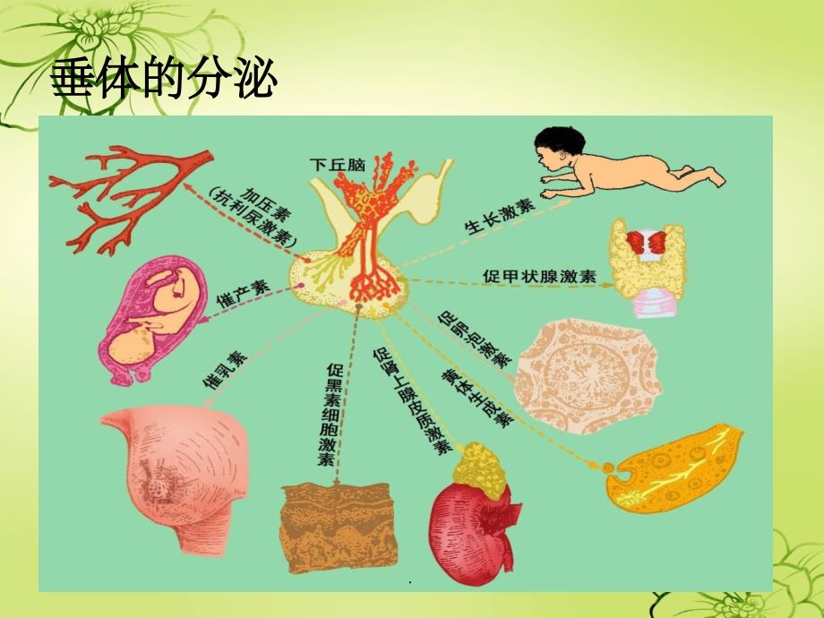 垂体分泌激素的生理作用ppt课件_第2页