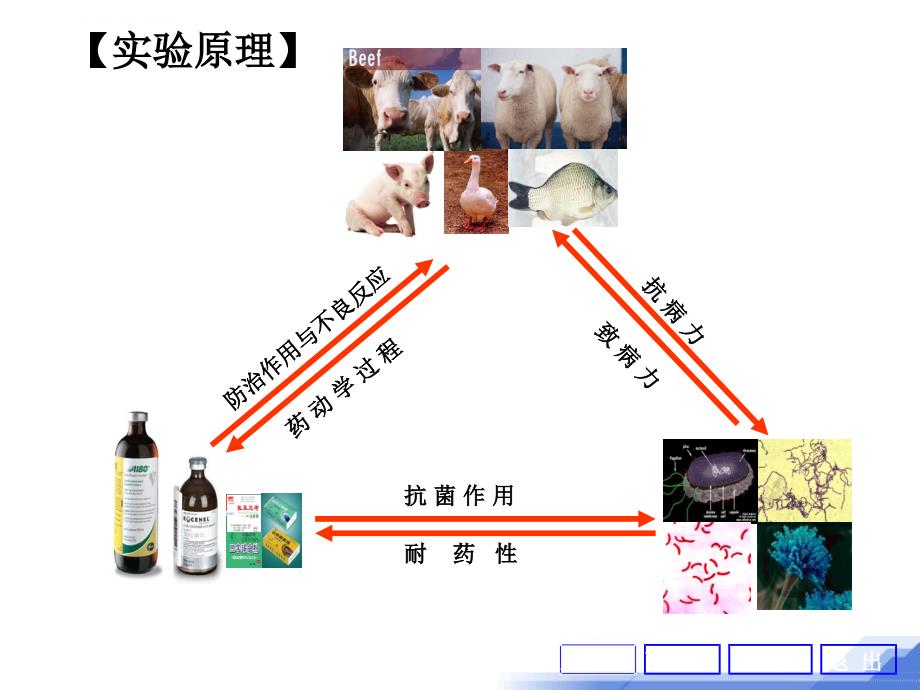 实验六 体外抑菌实验 定课件_第4页