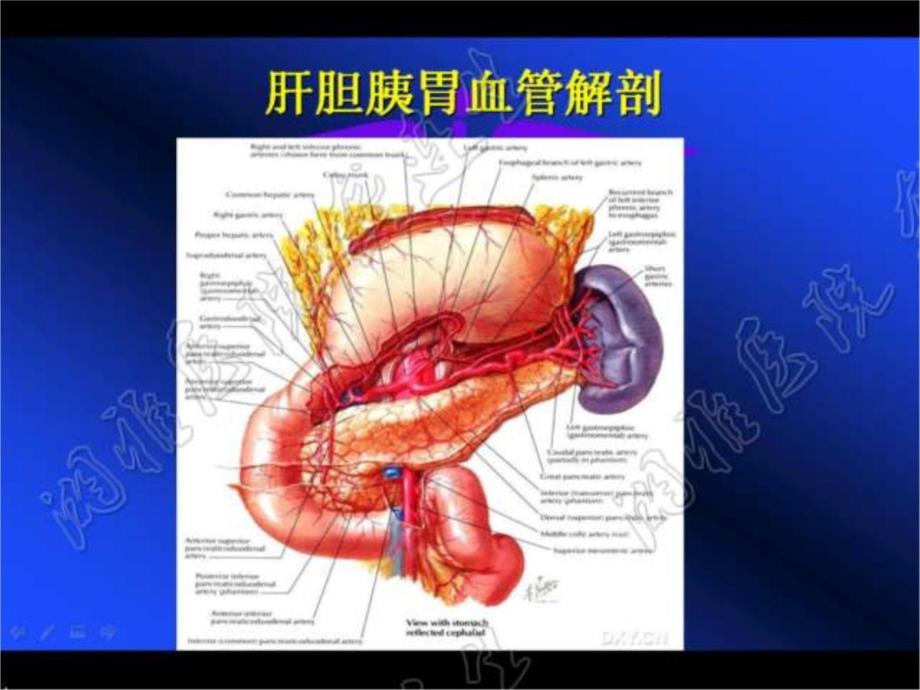 肝胆胰胃肿瘤手术与血管解剖技术幻灯片资料_第4页