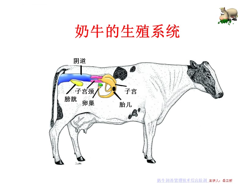 奶牛繁殖与发情鉴定课件_第4页