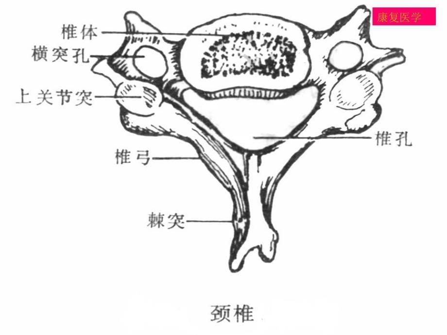 颈椎病的康复教学幻灯片_第5页