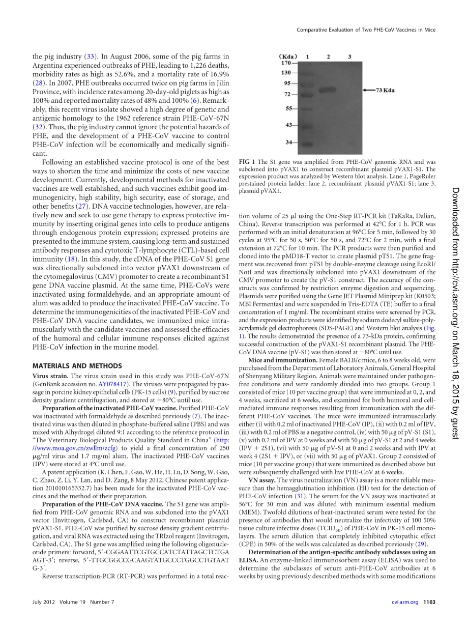 2012 Comparative Evaluation of Two Hemagglutinating Encephalomyelitis Coronavirus Vaccine Candidates in Mice_第2页