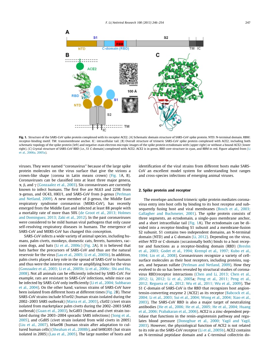 2013 Receptor recognition and cross-species infections of SARS coronavirus_第2页