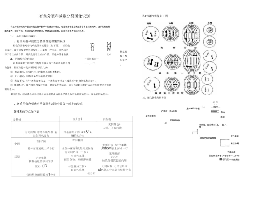 有丝分裂和减数分裂图像识别_第1页