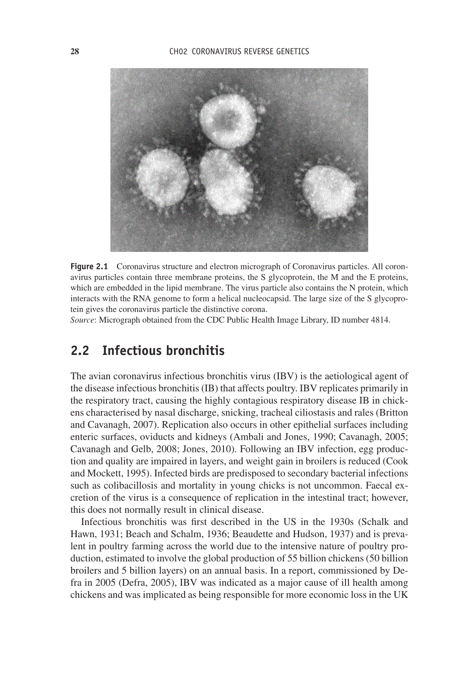2012 Reverse Genetics of RNA Viruses (Applications and Perspectives) __ Coronavirus Reverse Genetics_第3页
