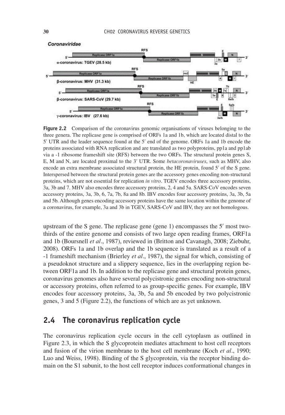 2012 Reverse Genetics of RNA Viruses (Applications and Perspectives) __ Coronavirus Reverse Genetics_第5页