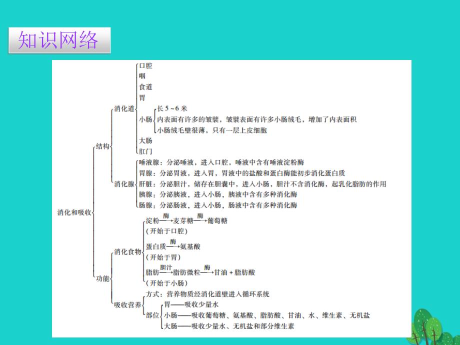 广东省2015-2016七年级生物下册 第2章 第二节 消化和吸收导练课件_第2页