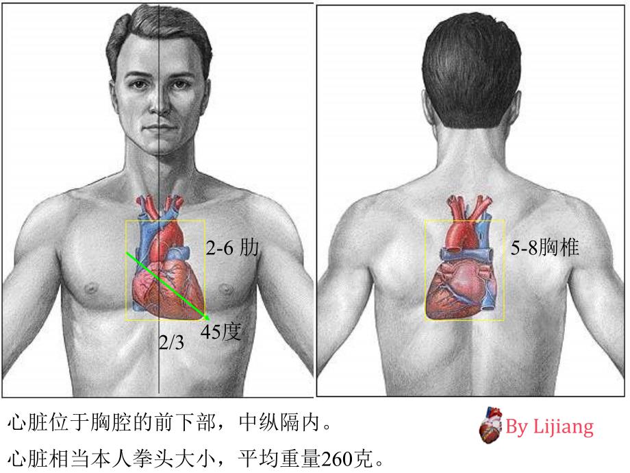 心脏解剖课课件_第2页