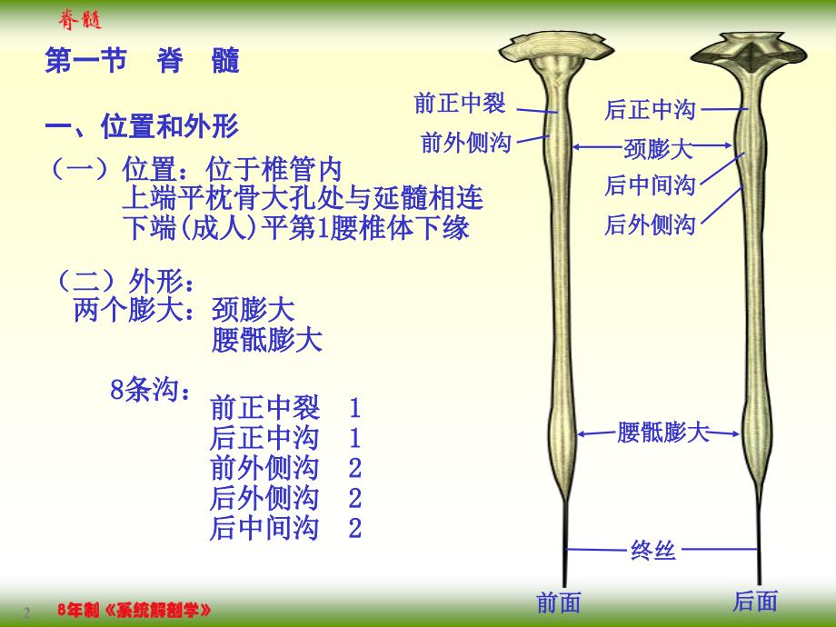 【课件-8年制系统解剖学（2版）】_17-1脊髓_第2页