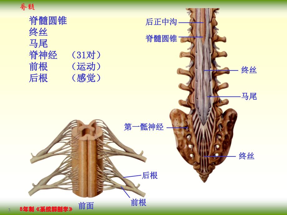【课件-8年制系统解剖学（2版）】_17-1脊髓_第3页