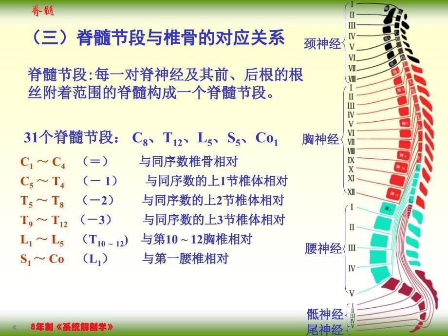 【课件-8年制系统解剖学（2版）】_17-1脊髓_第5页