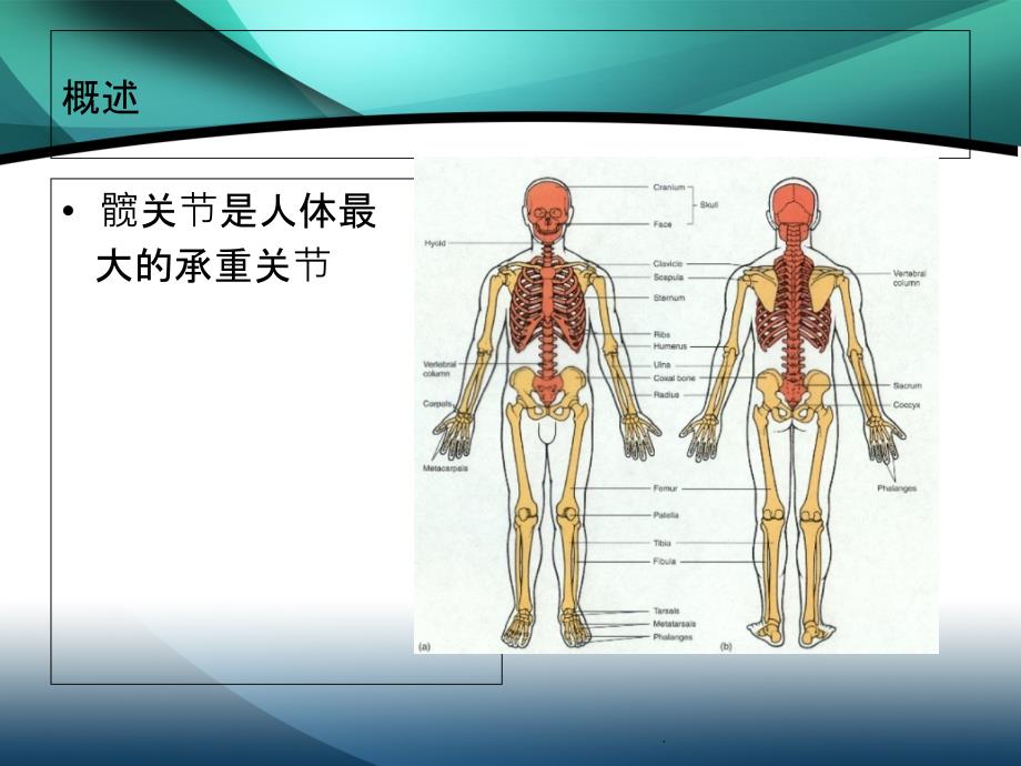 髋部解剖及关节置换手术入路ppt课件_第2页