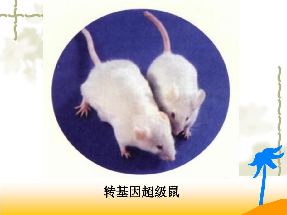 2006年广东省高一生物基因工程及其应用 新课标 人教版_第4页