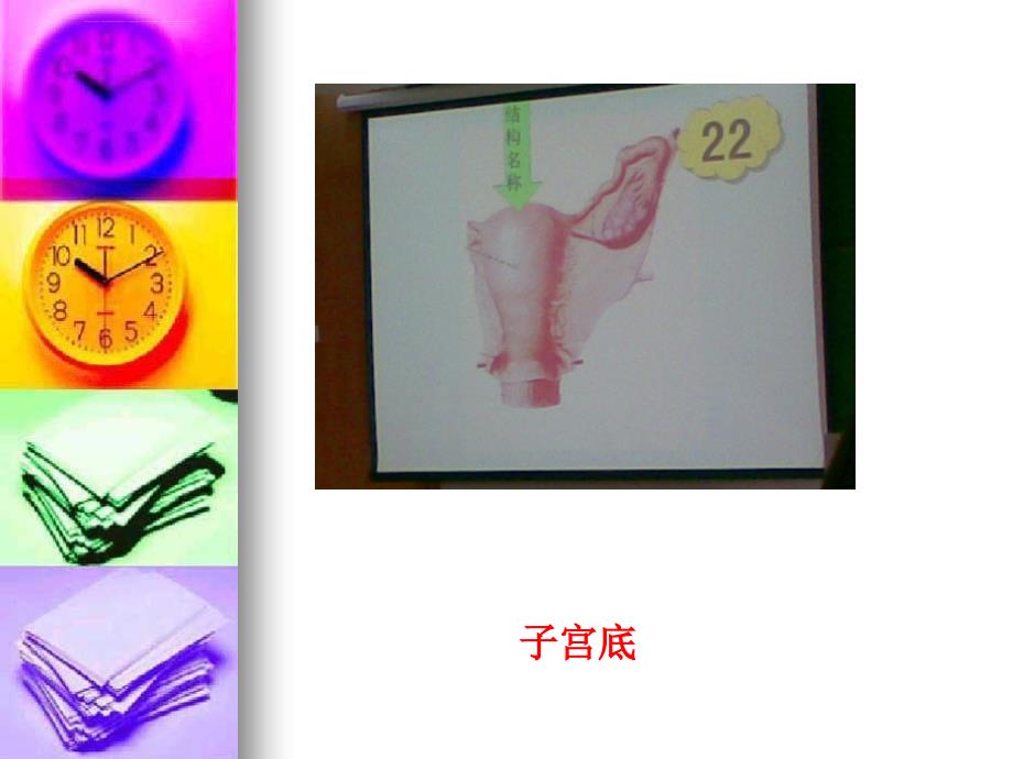 形态学实验考试切片 仅供参考课件_第1页