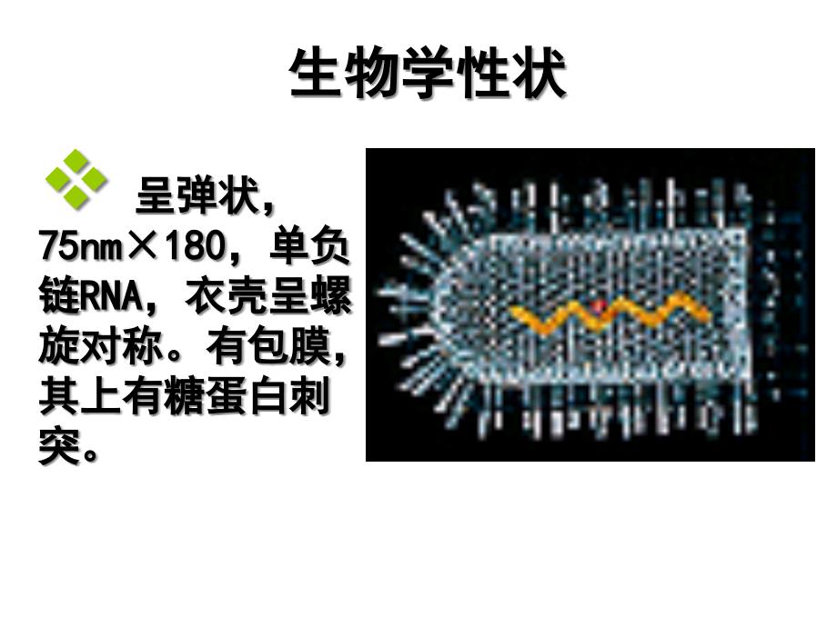 狂犬病病毒(Rabiesvirus)精编版_第4页