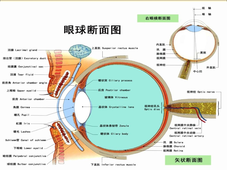 角膜病caoyue资料教程_第2页