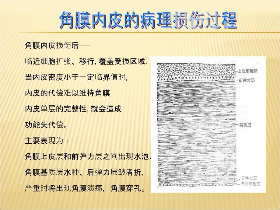 角膜病caoyue资料教程_第5页