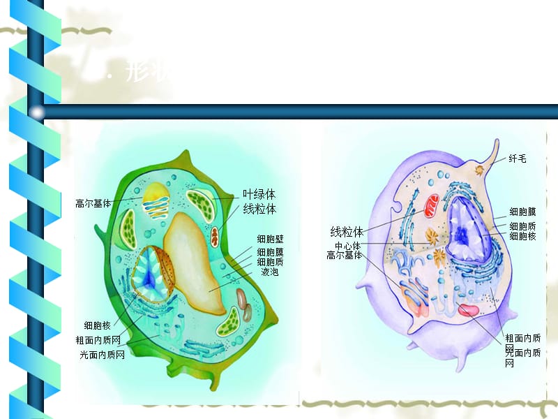 2005-2006年广东省高二生物细胞核 新课标_第2页