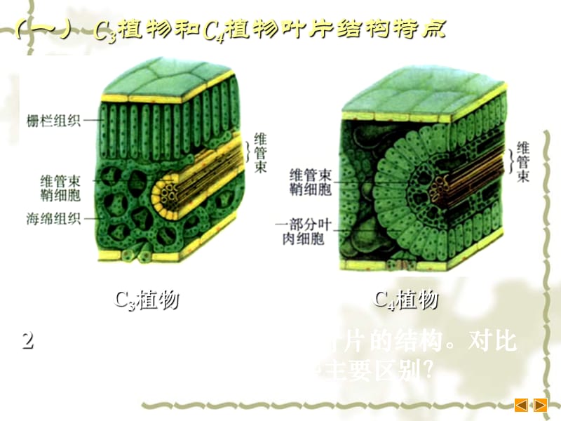 2006年唐山市丰南区生物课件 C3植物和C4植物 人教版_第3页