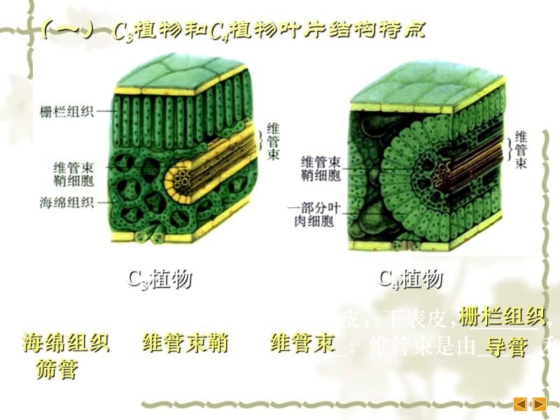 2006年唐山市丰南区生物课件 C3植物和C4植物 人教版_第4页