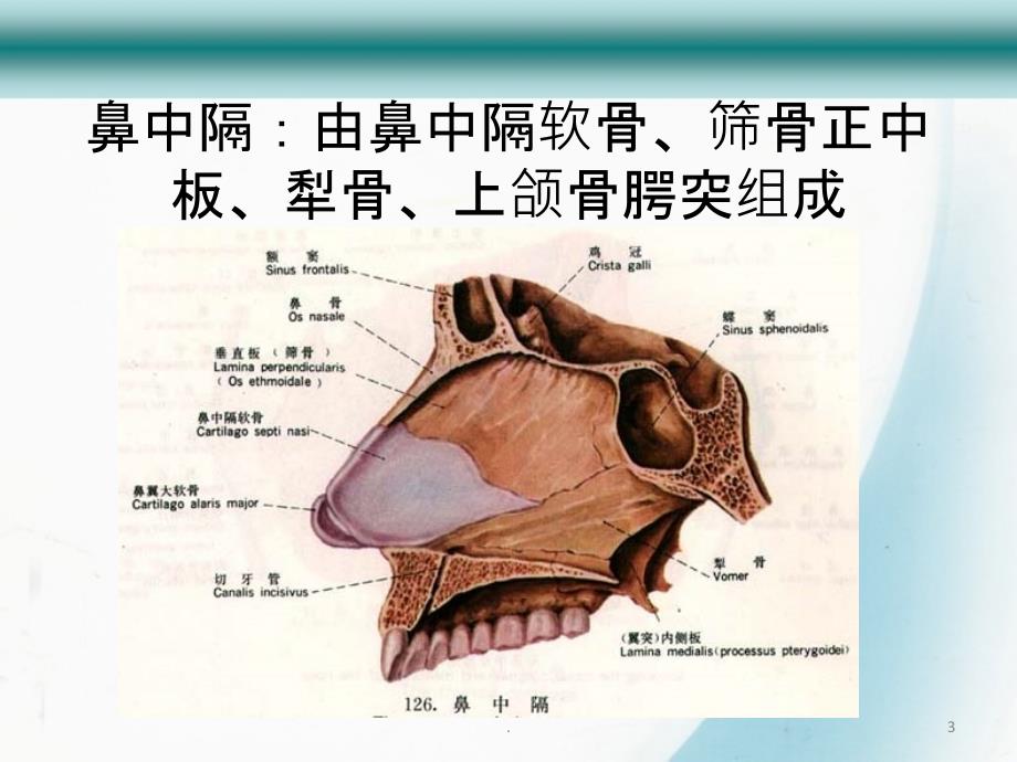 鼻中隔偏曲的诊断及治疗PPT课件_第3页