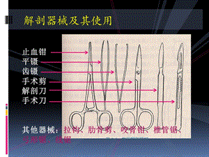 【课件-局部解剖学】_00 局部解剖学操作注意事项