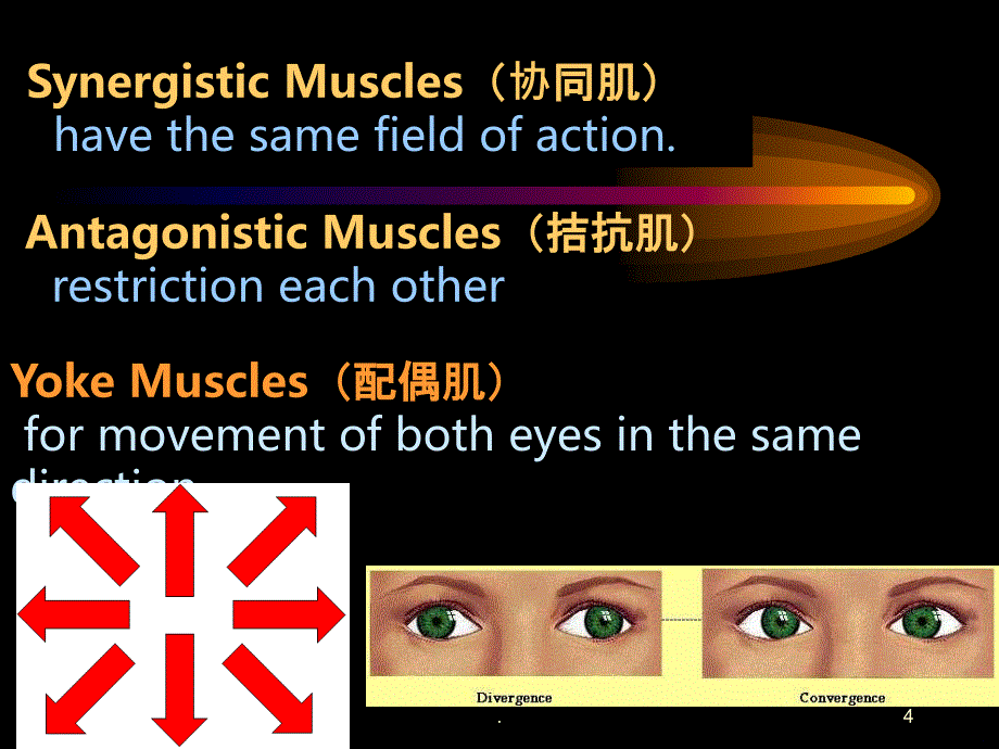 眼外肌学概述PPT课件_第4页