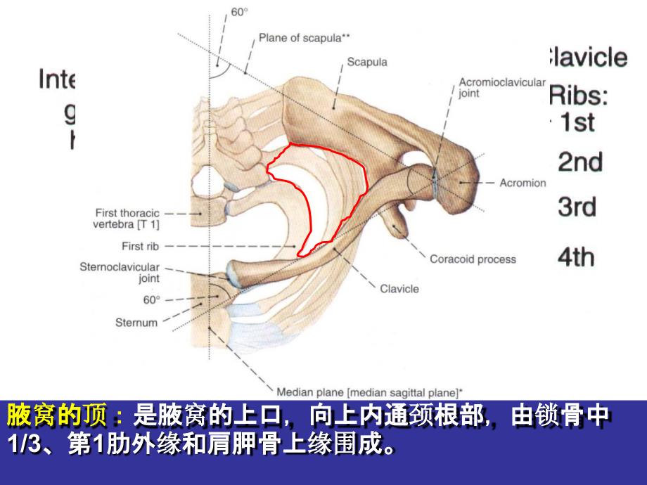 【课件-局部解剖学】_上下肢前面_第4页