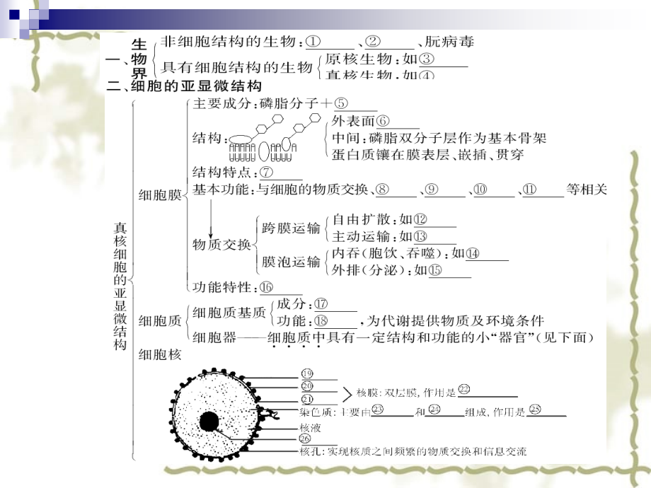 2010届高考生物第一轮复习精品课件包：第二单元 生命的结构基础（共161张精美PPT）_第3页