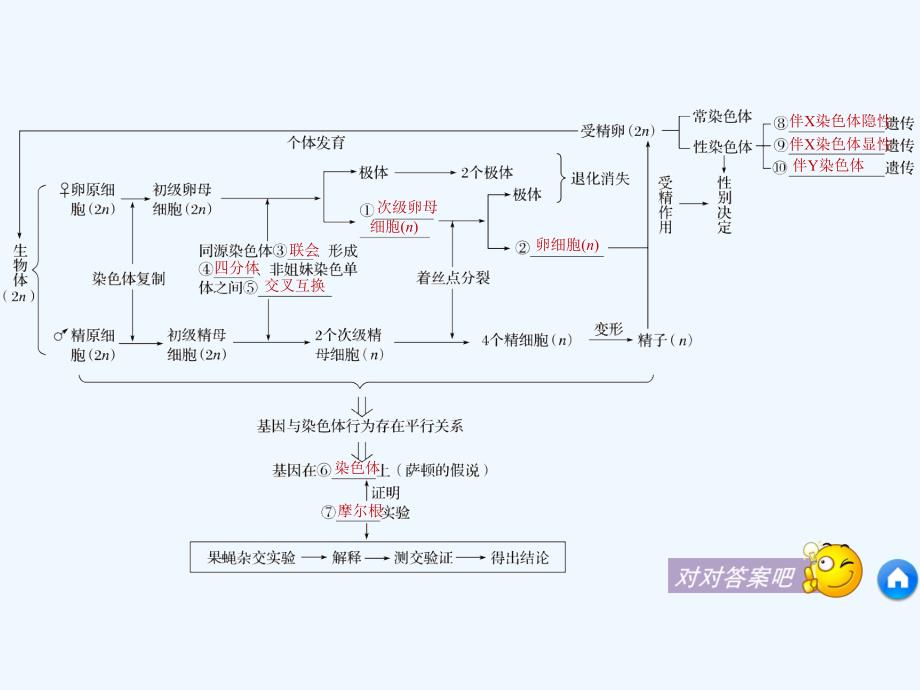 2017-2018学年高中生物 第二章 基因和染色体的关系章末整合提升 新人教版必修2(1)_第4页