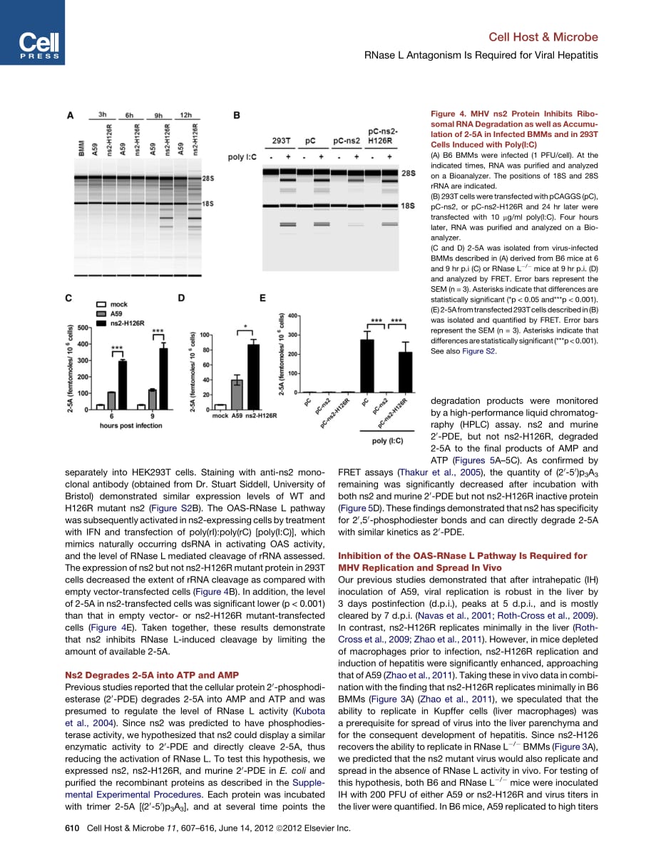 2012 Antagonism of the Interferon-Induced OAS-RNase L Pathway by Murine Coronavirus ns2 Protein Is Required for Virus Re_第4页