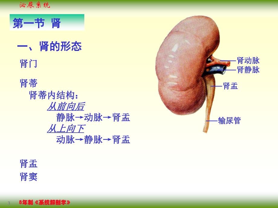 【课件-8年制系统解剖学（2版）】_07泌尿系统_第3页