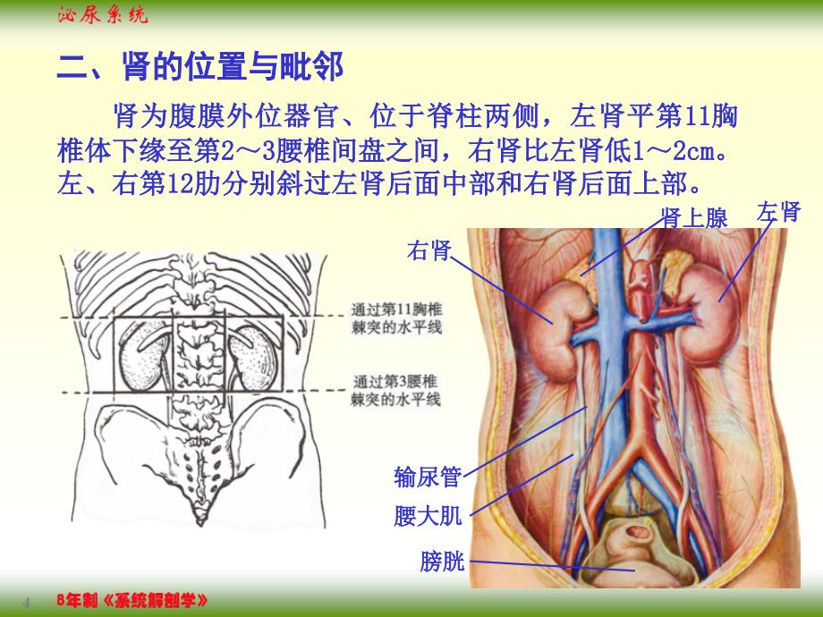 【课件-8年制系统解剖学（2版）】_07泌尿系统_第4页