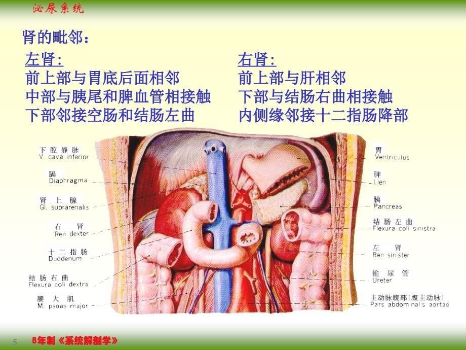 【课件-8年制系统解剖学（2版）】_07泌尿系统_第5页