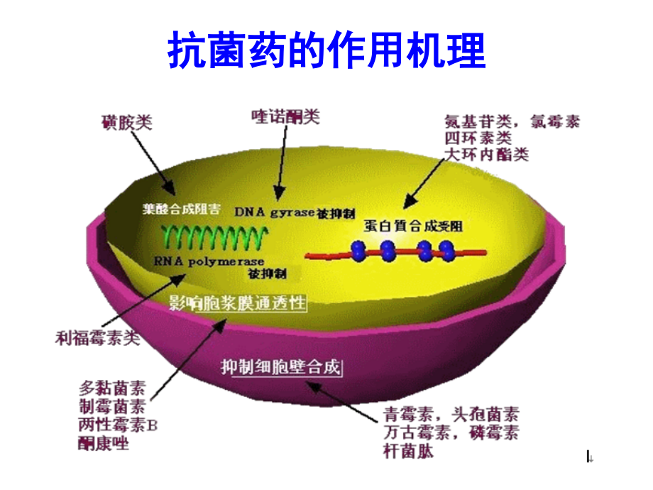 呼吸科常用药物知识PPT_第2页