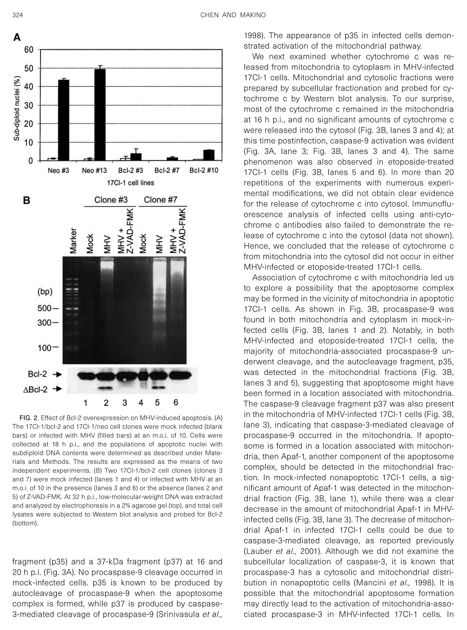2002 Murine Coronavirus-Induced Apoptosis in 17Cl-1 Cells Involves a Mitochondria-Mediated Pathway and Its Downstream Ca_第4页
