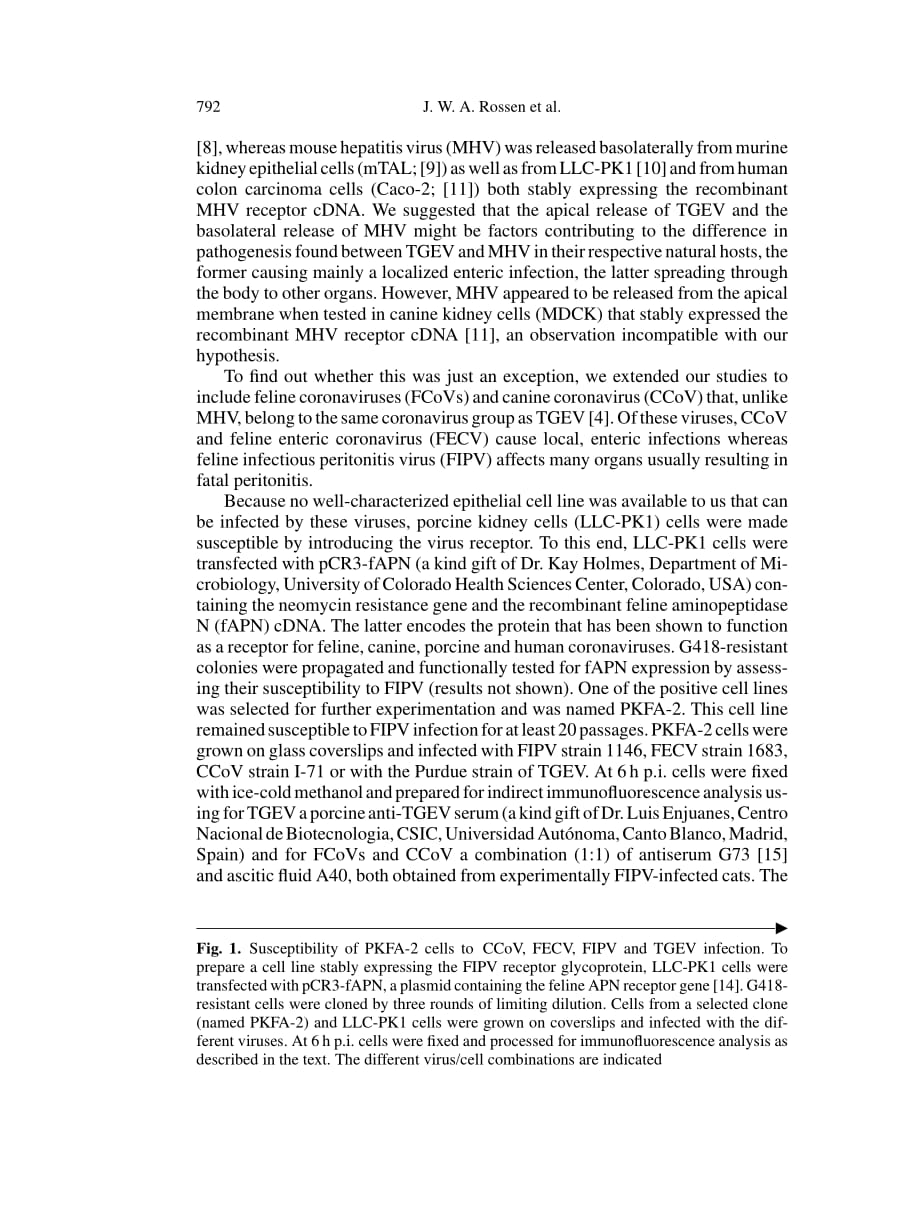 2001 Feline and canine coronaviruses are released from the basolateral side of polarized epithelial LLC-PK1 cells expres_第2页