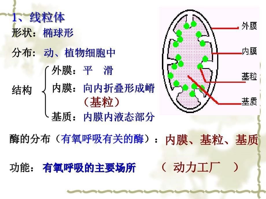 2005-2006年广东省高二生物细胞质以及各种细胞器_第5页