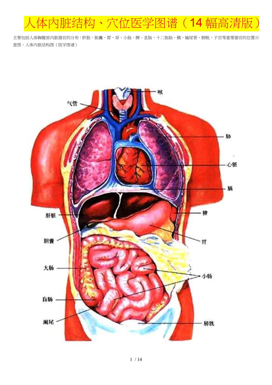 人体内脏结构、穴位医学图谱(14幅高清版本)_第1页