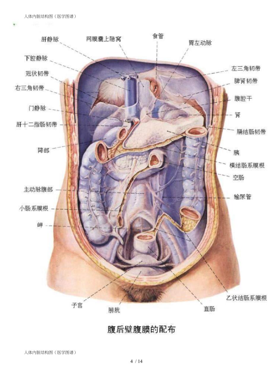 人体内脏结构、穴位医学图谱(14幅高清版本)_第4页