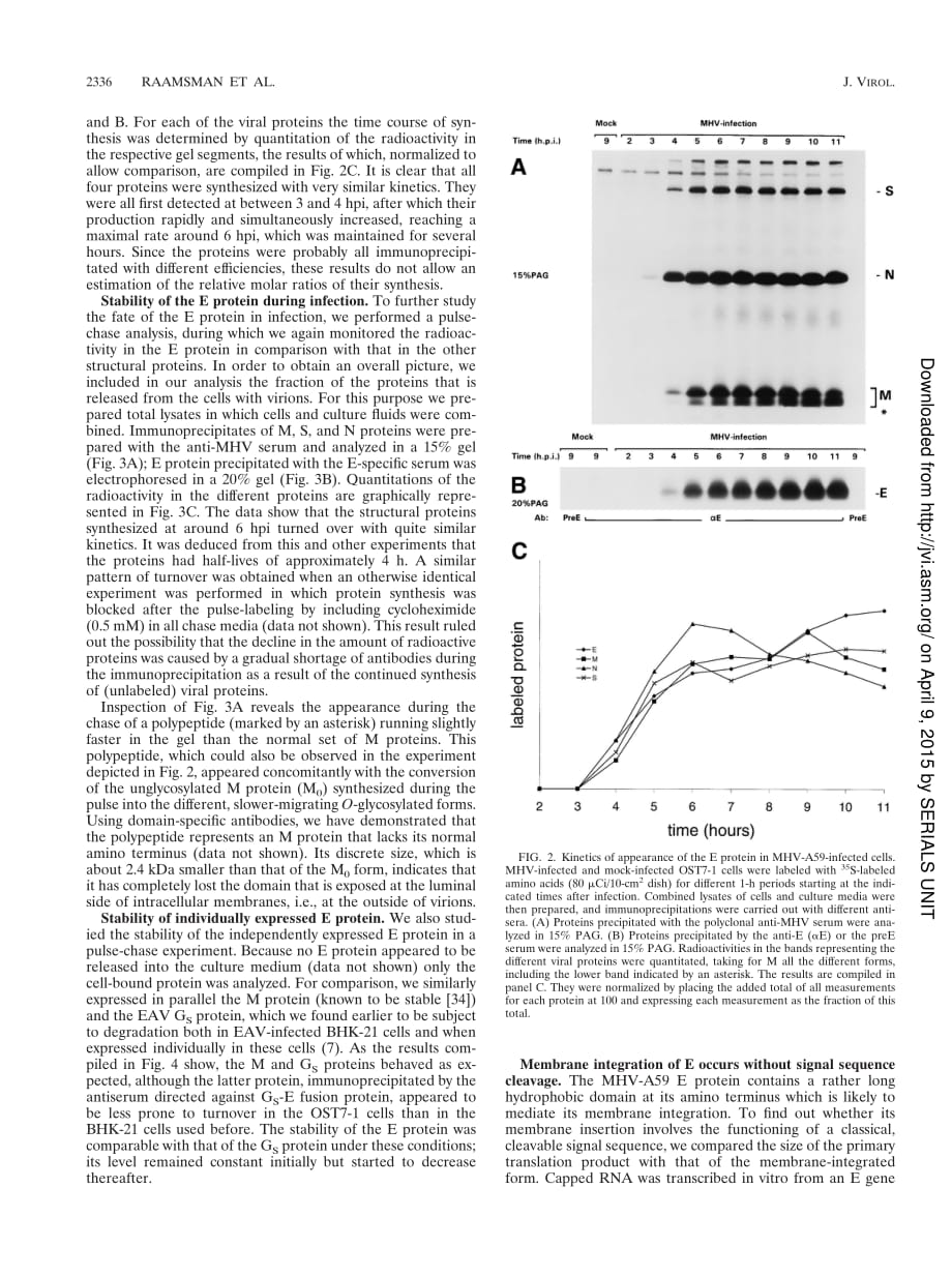 2000 Characterization of the Coronavirus Mouse Hepatitis Virus Strain A59 Small Membrane Protein E_第4页