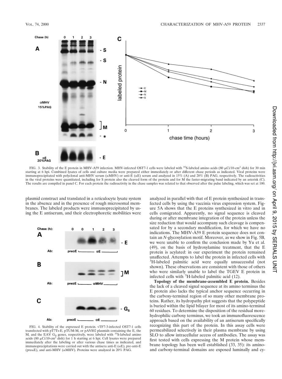 2000 Characterization of the Coronavirus Mouse Hepatitis Virus Strain A59 Small Membrane Protein E_第5页