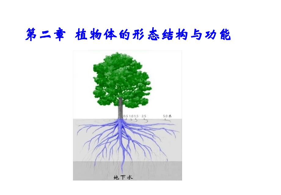 植物体的形态结构与功能知识讲解_第1页