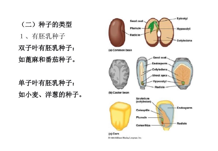 植物体的形态结构与功能知识讲解_第3页