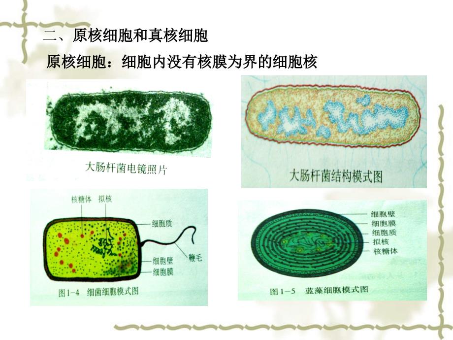 2006年广东省高中生物细胞的多样性和统一性 新课标_第3页