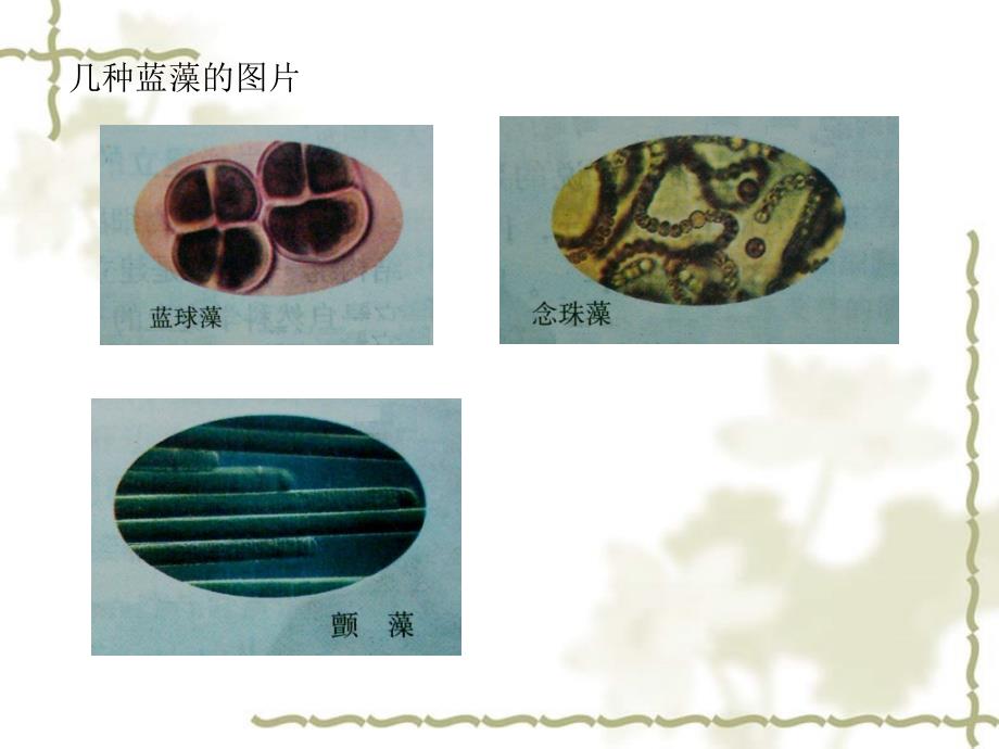 2006年广东省高中生物细胞的多样性和统一性 新课标_第4页